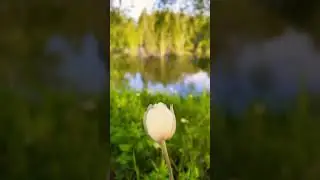 #nature #окунево #путешествия #природа #travel