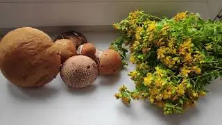 По грибы 20 июня 2023. Пошли грибочки.