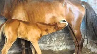 Küçük Tay (HD Please) New Born Foal