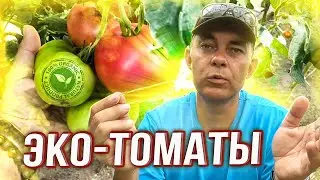 I DON'T SPRAY TOMATOES WITH ANYTHING AND TOMATOES DON'T GET SICK, I SHOW A WAY HOW THIS IS POSSIBLE