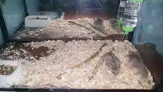 Hamster Gonzales çiftleşmesi