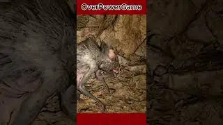 МИСТЕР КРЫС, А ПОМНИТЕ РАТАТУЯ?🤣🐀