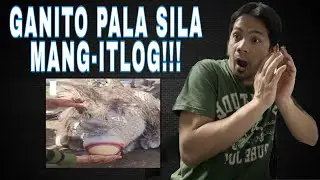 ITLOG NG MGA HAYOP!