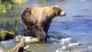 27 Jul 2022: 402 Brings Her Cubs to the Riffles (explore.org)