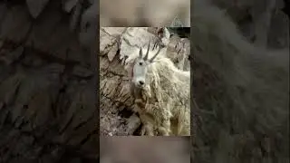 Горная драма. Охота медведя на горных коз.