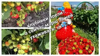 Ухаживайте за клубникой правильно  в августе, иначе большого урожая не видать!