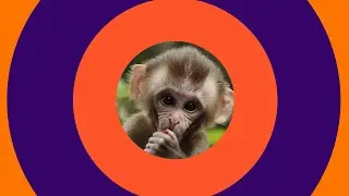 Cómo hacer TRANSICIONES circulares AFTER EFFECTS tutorial