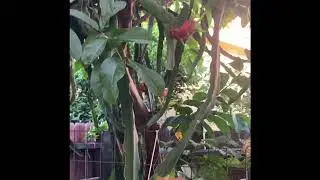Dragon Fruit Climbs on a Guava Tree (Fruits are growing)