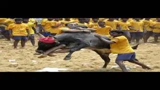A Tease: modi government jallikattu president