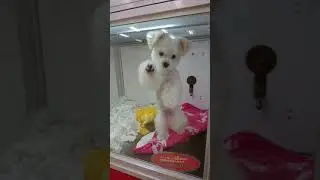 ペットショップ 犬の家 藤枝店 「品種名マルチーズ♀」「問い合わせ番号113716」