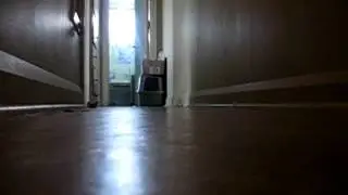Кошка приносит мячик