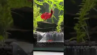 Shrimp tunnels saving one shrimp at a time 😂❤️