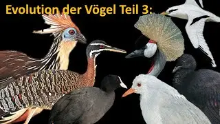 Evolution der Vögel 3: Hoatzin, Tropikvögel, Kraniche und Rallen