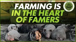 Best Pig Food in the World | Largest Hog Farm in California