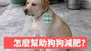 怎麼幫助狗狗減肥