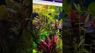 Буцефаландры #aquarium #aquascape #fish #аквариумныерастения #fishtank #plants #буцефаландры