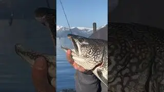 The best way to release deep water fish: Cool Tool!