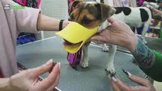 Намордник Pet Fashion Уточка