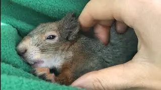 Не узнаю своего бельчонка 🥹 #animals