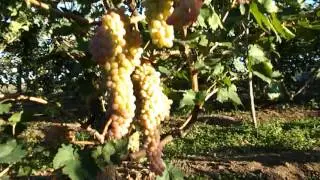 Соседский виноградник .