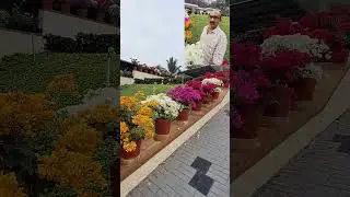 Bougainvillea plants  