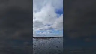 Непуганый гусь