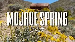 Mojave Spring 2024