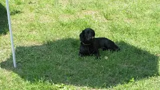 СОБАКА ИГРАЕТСЯ