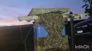 SWARMING INTENSITY INCREASING HERE IN THE REGION | BREEDING BEES!