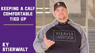 Keeping a Calf Comfortable While Tied Up