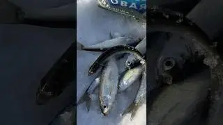 Уклейка началась 