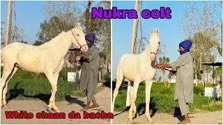 ਨੁਕਰਾ ਚੰਗਾ ਘੋੜਾ ਬਣਨ ਵਾਲਾ ਬੱਚਾ
