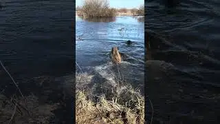 Танки грязи не боятся 