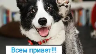 Породы: собак