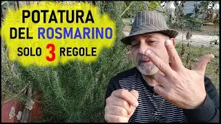 Rosemary Pruning: Perfect and Always Fresh in Just 3 Steps