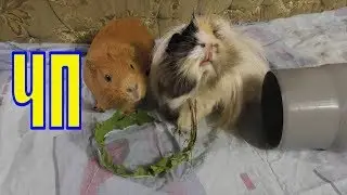 ЧП /Морские свинки /Елена и зверята