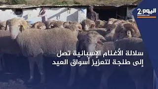 سلالة الأغنام الإسبانية تصل إلى طنجة لتعزيز أسواق العيد.. تعرف على شكلها وأوزانها ومميزاتها