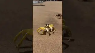🦀🦀🦀 OLHA SÓ ESSE CARINHA #nordeste #ceará #praia #beach