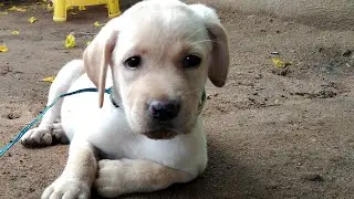 Labrador puppy then Vs Now | puppy transformation | Labrador Charvi | Labrador puppy funny videos