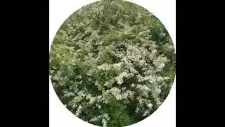 Поговорим о спирее