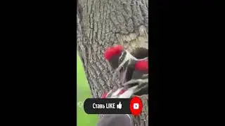 Дятлы жгут смешно и прикольно, но не спички!) #Shorts