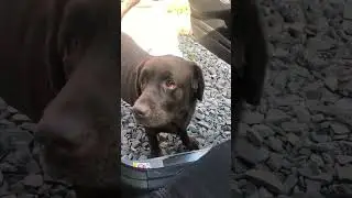 Собака провожает на работу 