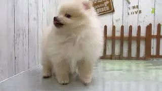 ワンラブ　ペットショップ　名古屋市　237706