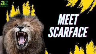 The Most Notorious Lion to Ever Rule the Jungle