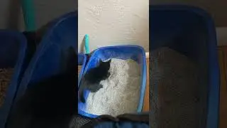 8 week old kitten getting accustomed to it’s litter box