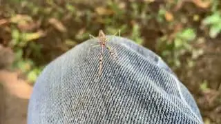 Praying Mantis on my Knee