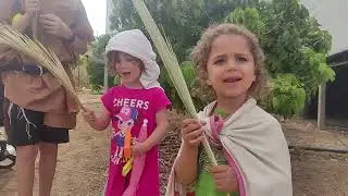 נס ארבעת המינים