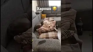 Амстафф Бой - ХОРОШО 😂❤️ 