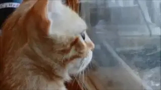 синички и Мурзик