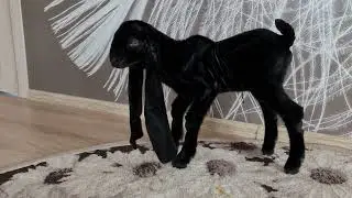 Камори козы.